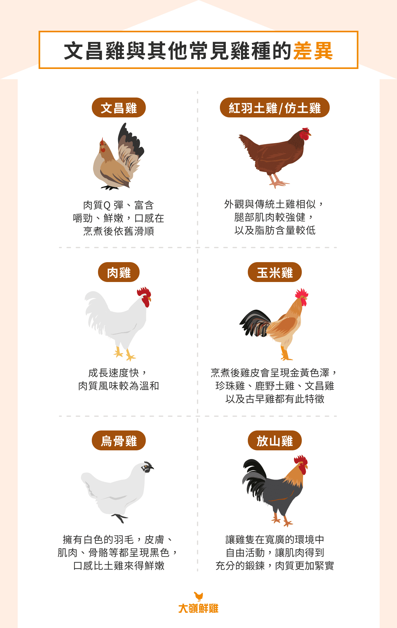 文昌雞與其他常見雞種的差異