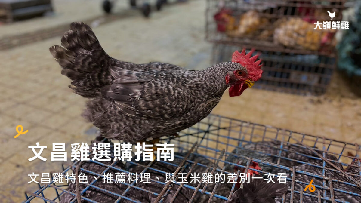 文昌雞選購指南：文昌雞特色、推薦料理、與玉米雞的差別一次看