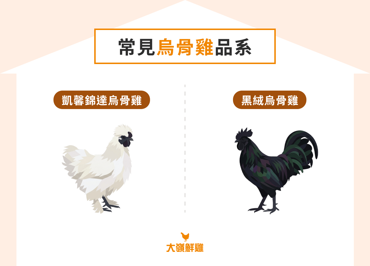 常見烏骨雞品系