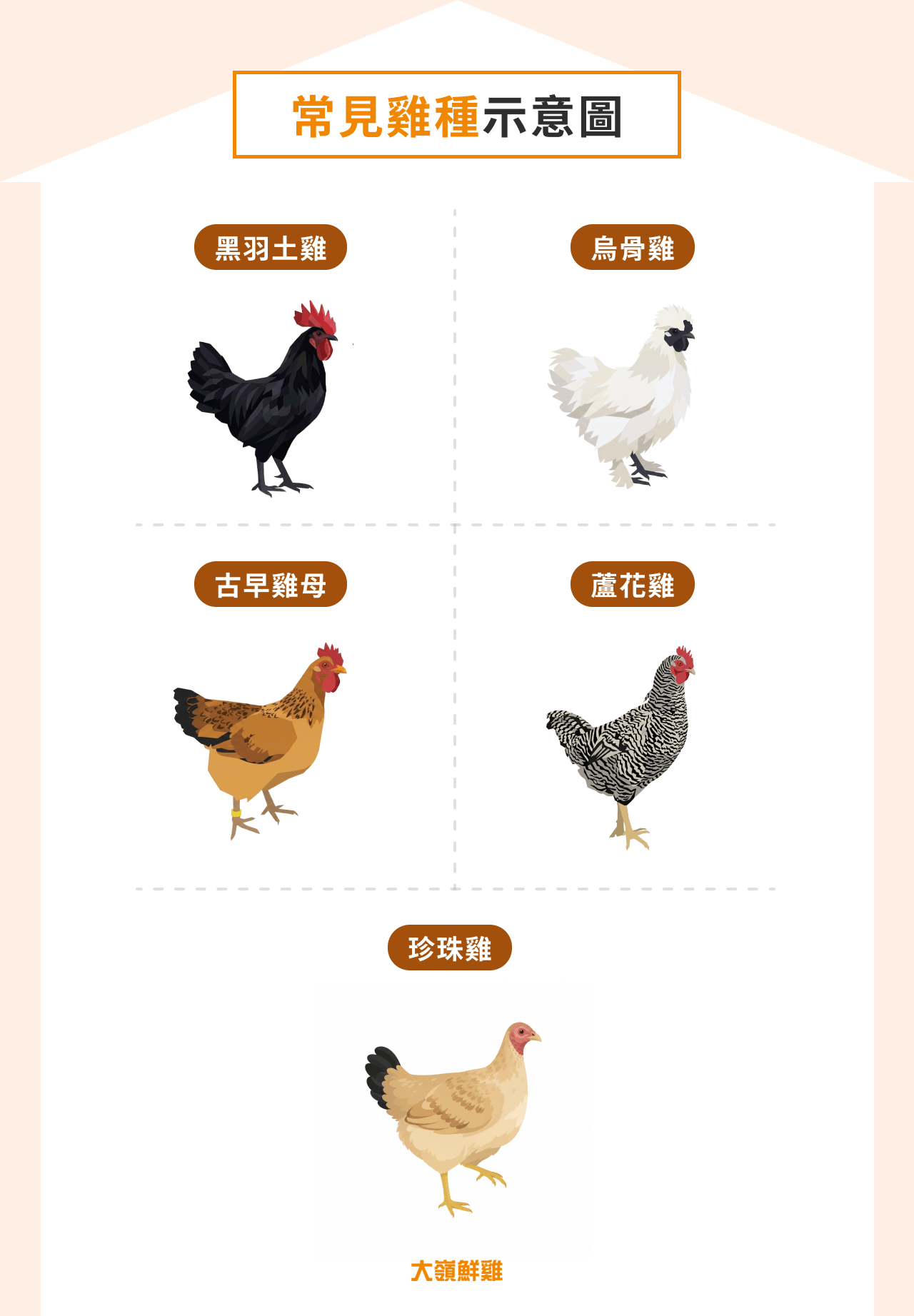 常見雞種示意圖