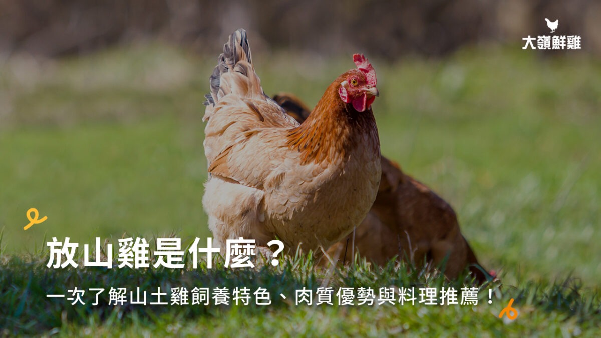 放山雞是什麼?一次了解山土雞飼養特色、肉質優勢與料理推薦!