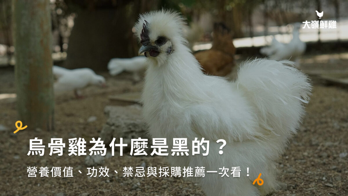 烏骨雞為什麼是黑的?營養價值、功效、禁忌與採購推薦一次看!