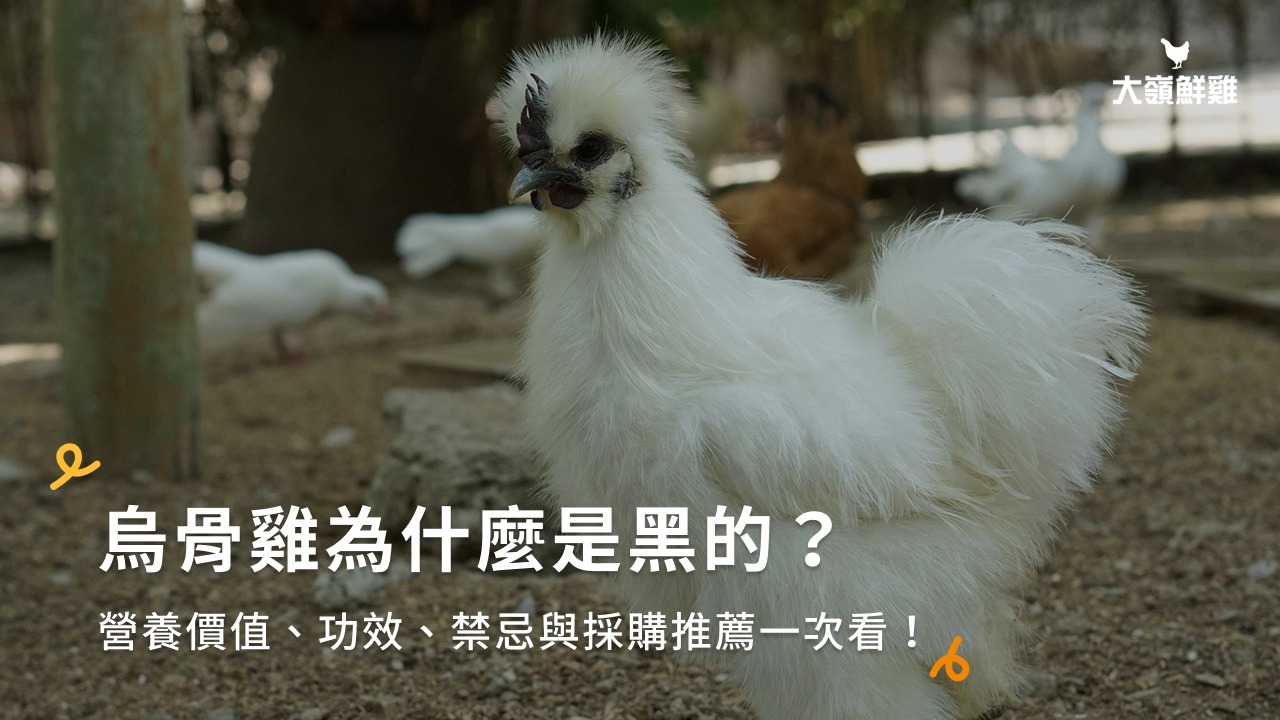 烏骨雞為什麼是黑的？營養價值、功效、禁忌與採購推薦一次看！